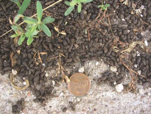 Figure 2: A pile of small black bat droppings, known as guano. Photo by Stephen M. Vantassel